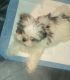 Shih Tzu Puppies for sale in Tucson, AZ 85757, USA. price: $2,000