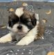 Shih Tzu Puppies for sale in Waverly, IL 62692, USA. price: $1,200