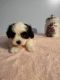 Shih Tzu Puppies for sale in Mt Pleasant, MI 48858, USA. price: $650