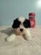 Shih Tzu Puppies for sale in Mt Pleasant, MI 48858, USA. price: $950