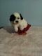 Shih Tzu Puppies for sale in Mt Pleasant, MI 48858, USA. price: $950