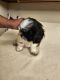 Shih Tzu Puppies for sale in Shawnee, OK, USA. price: $500