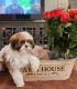 Shih Tzu Puppies for sale in Iola, TX 77861, USA. price: $700