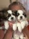 Shih Tzu Puppies for sale in Newark, OH, USA. price: $900