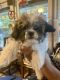 Shih Tzu Puppies for sale in East Greenwich, RI 02818, USA. price: $800