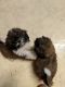 Shih Tzu Puppies for sale in Russellville, AR, USA. price: $500