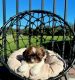 Shih Tzu Puppies for sale in Webster, FL 33597, USA. price: $800