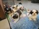 Shih Tzu Puppies for sale in Jacksonville, NC, USA. price: $1,200