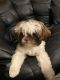 Shih Tzu Puppies for sale in Toledo, OH, USA. price: $430