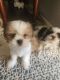 Shih Tzu Puppies for sale in Menifee, CA, USA. price: $800