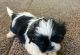 Shih Tzu Puppies for sale in Phoenix, AZ, USA. price: $800