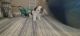 Shih Tzu Puppies for sale in Moreno Valley, CA, USA. price: $1,200