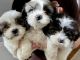 Shih Tzu Puppies for sale in Syracuse, NY, USA. price: $650
