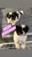 Shih Tzu Puppies for sale in Hinesville, GA 31313, USA. price: $1,200