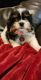 Shih Tzu Puppies for sale in Hazleton, IN 47640, USA. price: $400