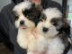 Shih Tzu Puppies for sale in Syracuse, NY, USA. price: $600