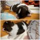Shih Tzu Puppies for sale in Warner Robins, GA, USA. price: $1,400