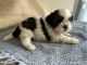 Shih Tzu Puppies for sale in Pierson, FL 32180, USA. price: $1,900