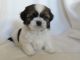 Shih Tzu Puppies for sale in Los Angeles, CA, USA. price: $700