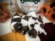 Shih Tzu Puppies for sale in Warner Robins, GA, USA. price: $1,600