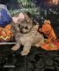 Shih Tzu Puppies for sale in Old N C 63, North Carolina 28748, USA. price: $1,200