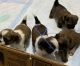 Shih Tzu Puppies for sale in Chicago, IL, USA. price: $850