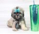 Shih Tzu Puppies for sale in Los Angeles, CA, USA. price: $2,500