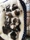 Shih Tzu Puppies for sale in Tredegar, UK. price: 1,000 GBP