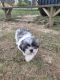 Shih Tzu Puppies for sale in Ashland, OH 44805, USA. price: NA