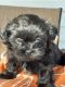 Shih Tzu Puppies for sale in Pensacola, FL, USA. price: $600