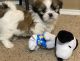 Shih Tzu Puppies for sale in Pittsburgh, PA, USA. price: $400