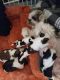 Shih Tzu Puppies for sale in Montpelier, VA 23192, USA. price: $650