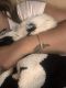 Shih Tzu Puppies for sale in Denver, CO, USA. price: $500