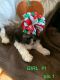 Shih Tzu Puppies for sale in Mt Sterling, KY 40353, USA. price: $750