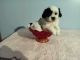 Shih Tzu Puppies for sale in Mt Pleasant, MI 48858, USA. price: $650