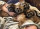 Shih Tzu Puppies for sale in Scottsdale, AZ, USA. price: $1,250
