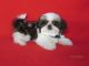 Shih Tzu Puppies for sale in Los Angeles, CA, USA. price: $1,200