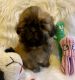 Shih Tzu Puppies for sale in Rochester, NY 14611, USA. price: $1,800