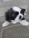 Shih Tzu Puppies for sale in Spring Hill, FL 34604, USA. price: $1,400