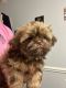 Shih Tzu Puppies for sale in Boiling Springs, SC 29316, USA. price: $1,300