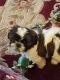 Shih Tzu Puppies for sale in Canton, OH, USA. price: $500