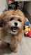 Shih Tzu Puppies for sale in Spokane, WA, USA. price: $400