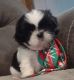 Shih Tzu Puppies for sale in Beaver, KY 41604, USA. price: $800
