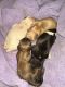 Shih Tzu Puppies for sale in Dallas, GA, USA. price: NA