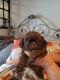 Shih Tzu Puppies for sale in Wooster, OH 44691, USA. price: $1,600