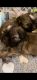 Shih Tzu Puppies for sale in Greeneville, TN, USA. price: $1,200