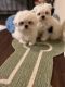 Shih Tzu Puppies for sale in Atlanta, GA, USA. price: $1,500