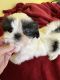 Shih Tzu Puppies for sale in Wingate, NC 28174, USA. price: $800