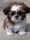 Shih Tzu Puppies for sale in Malden, MA 02148, USA. price: $500