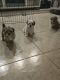 Shih Tzu Puppies for sale in Avondale, AZ 85392, USA. price: $500